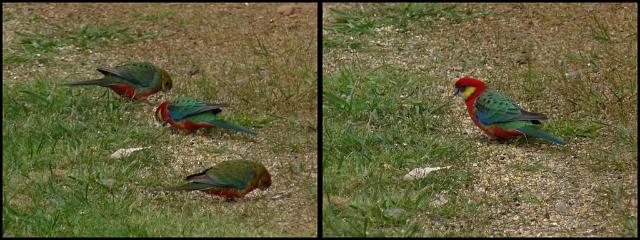(82) Western Rosella.JPG